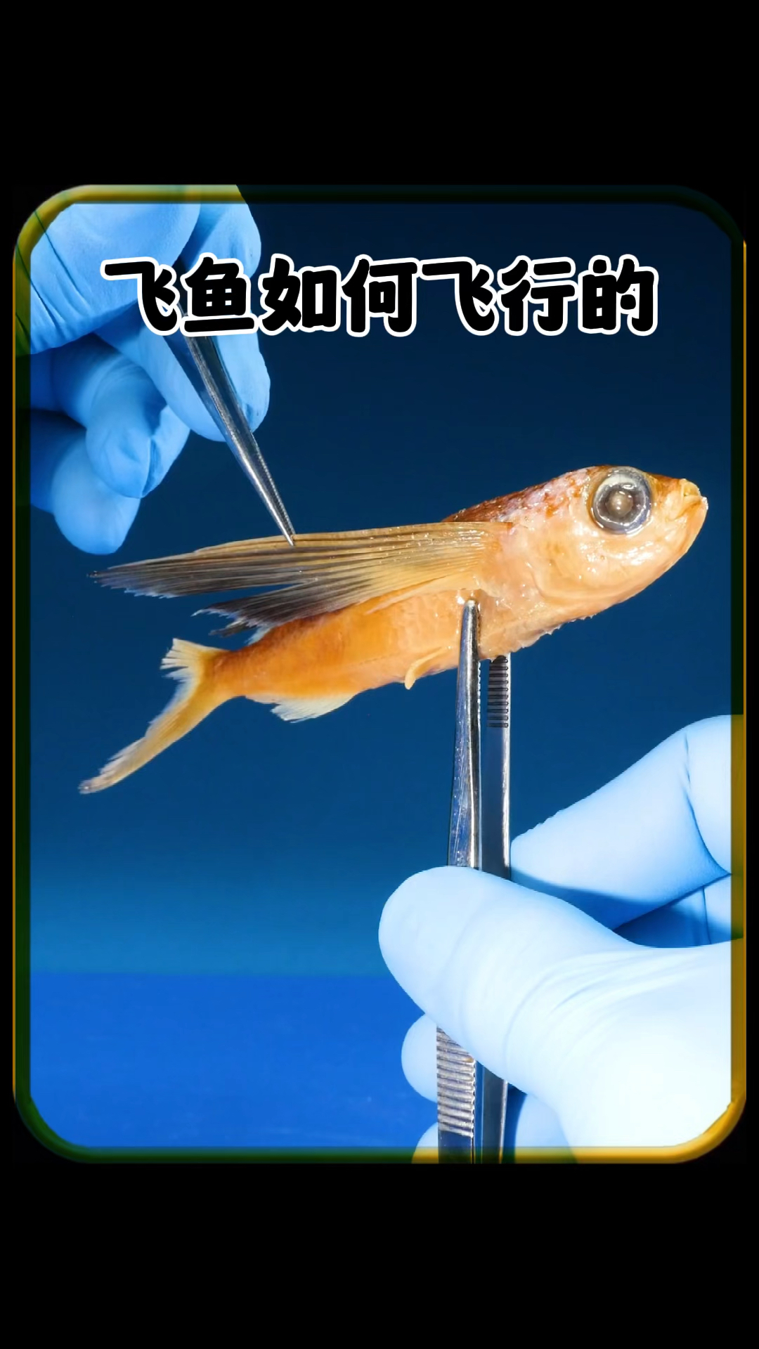 飞鱼是如何飞行的