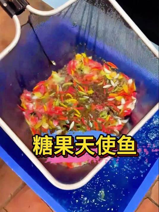 新手缸养啥鱼?糖果色荧光天使鱼必选!实用指南