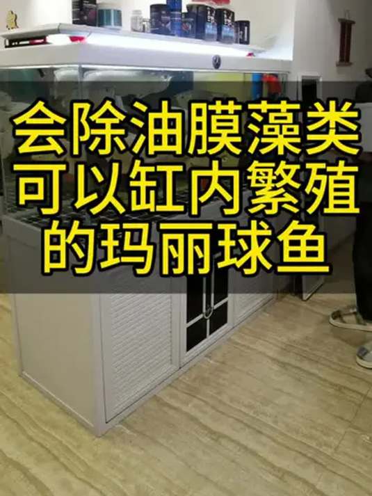 玛丽球鱼活动啦!易繁殖不挑水质,新手养鱼必备