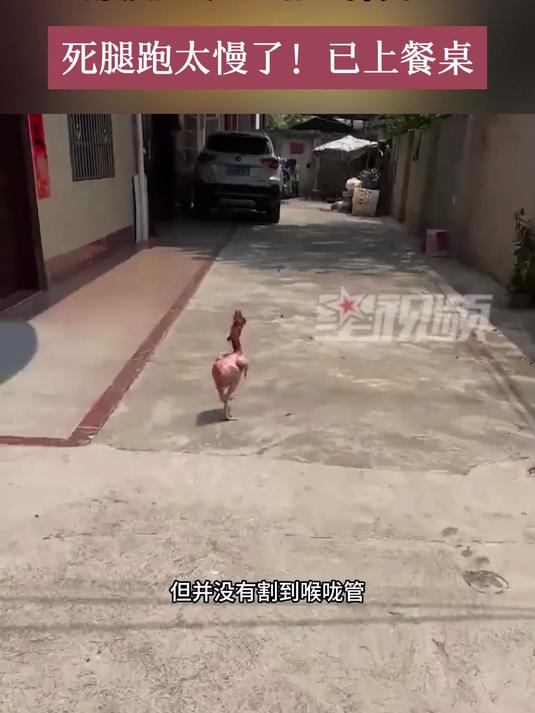 女子杀鸡没杀透意外“被鸡遛”,毛都拔光了一路“裸奔”:死腿跑太慢了!已上餐桌
