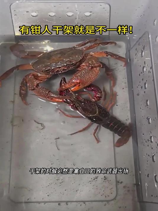 龙虾和螃蟹干架谁更厉害？