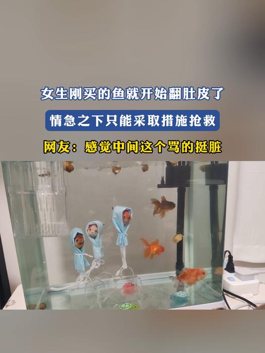 女生刚买的鱼就开始翻肚皮了,情急之下只能采取措施抢救