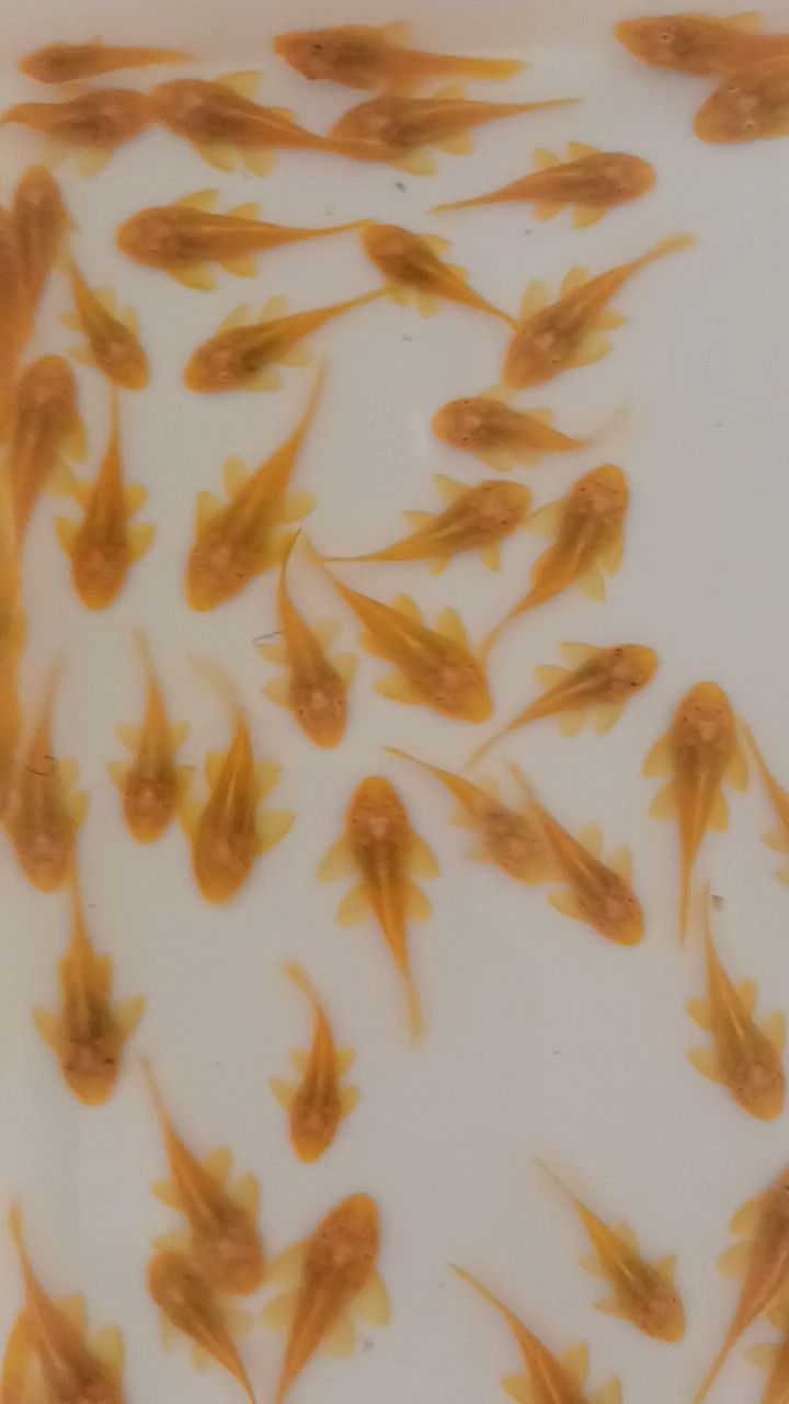 黄金大胡子鱼