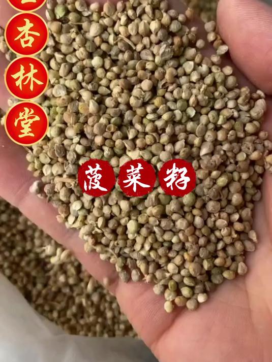 菠菜籽的用途和选择,欢迎家人们了解