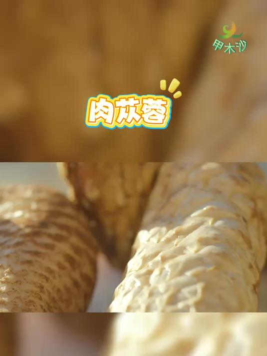 什么是肉苁蓉,看完视频你就知道