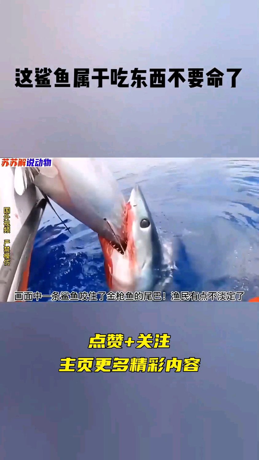 这鲨鱼属于吃东西不要命了