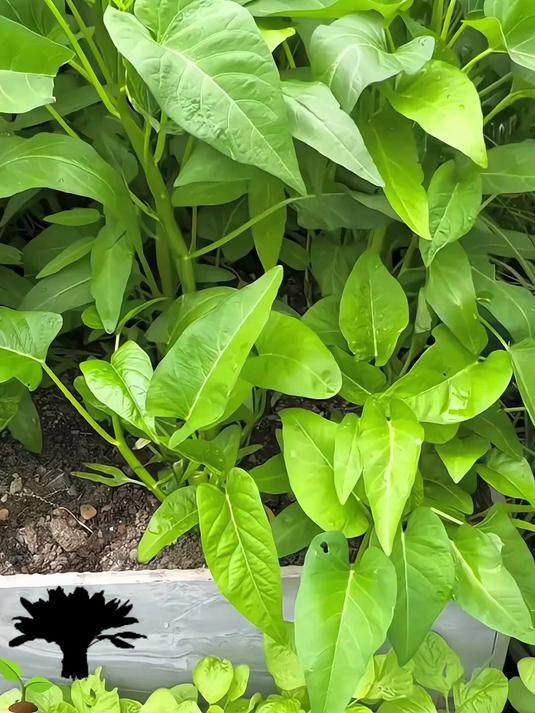 新鲜空心菜种子,轻松播下希望