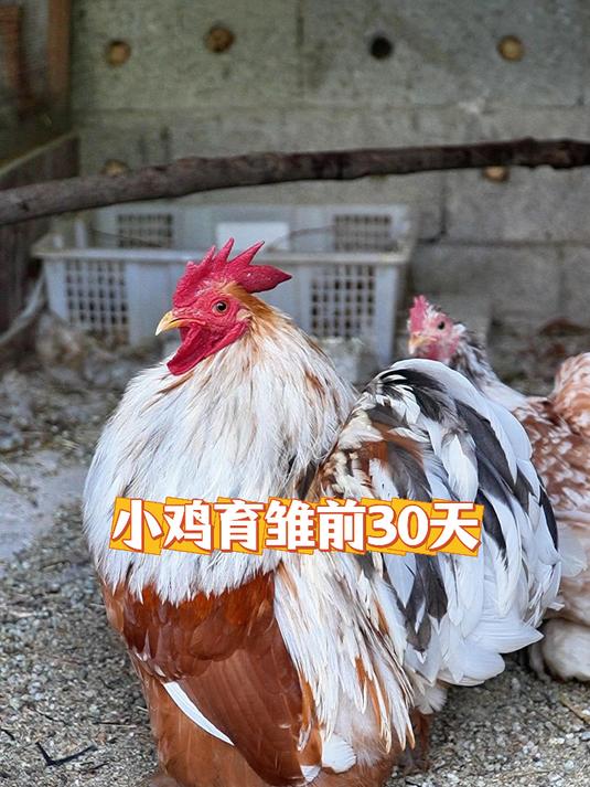 小鸡出壳育雏 喂食的前30天