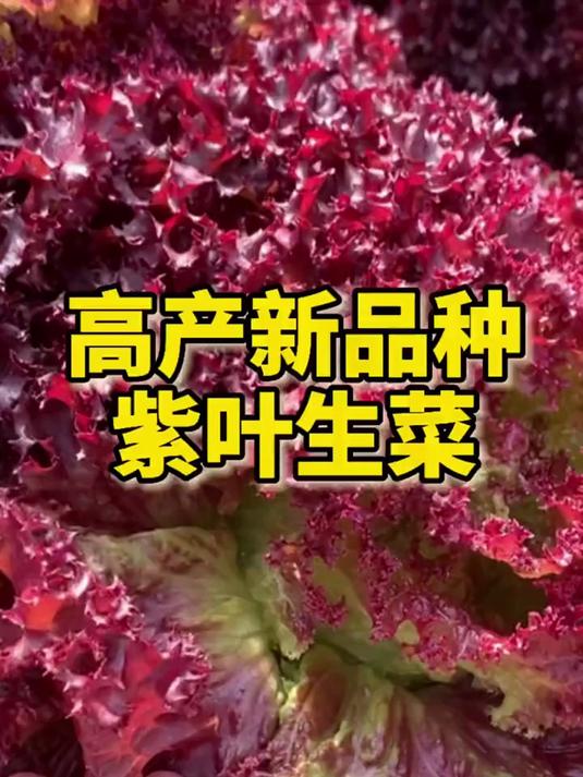 别错过!撒下紫叶生菜种子,见证紫红色叶片装点你的餐桌