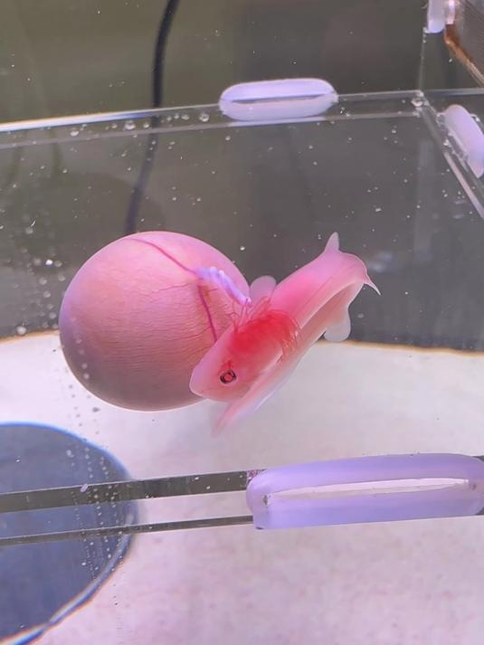 小鲨鱼状况一切良好