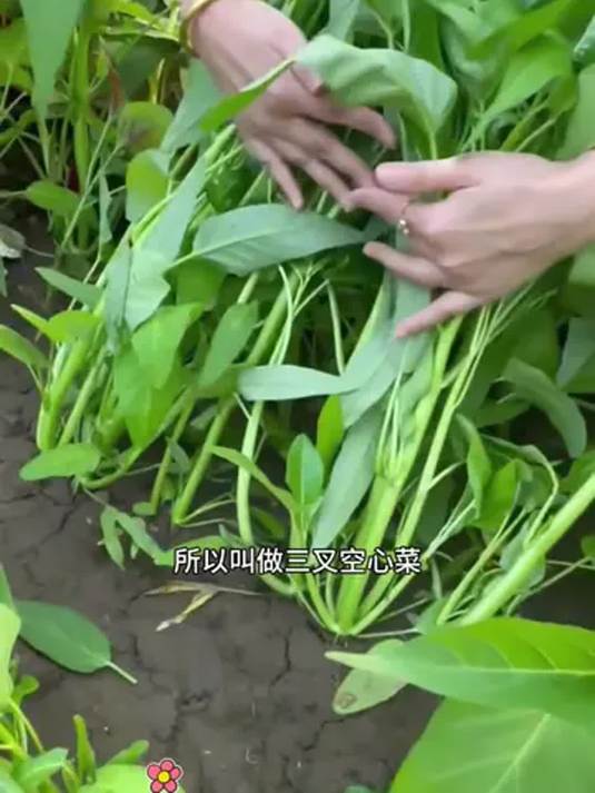 三叉空心菜种子怎么种?高效种植技巧分享