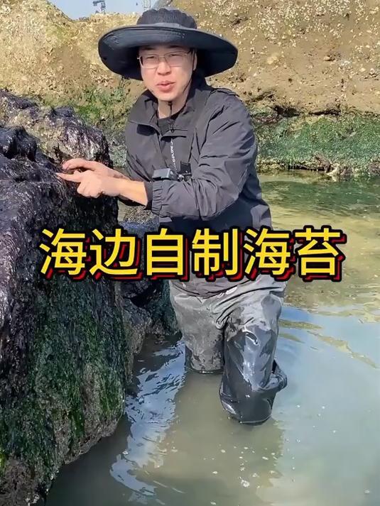 海边石头上长满紫菜，小马赶海自制海苔，实现海苔自由