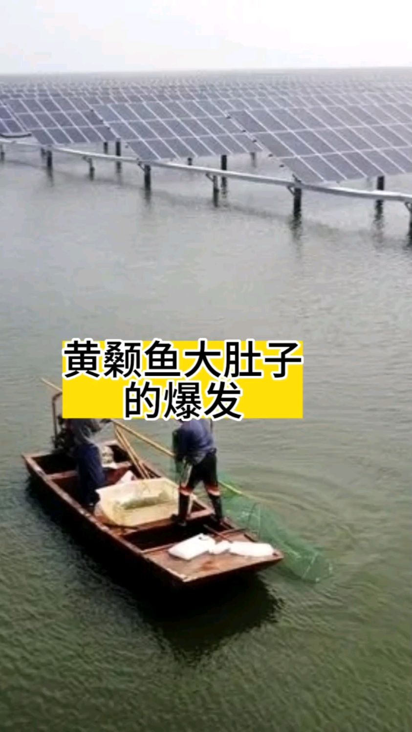 黄颡鱼大肚子的爆发