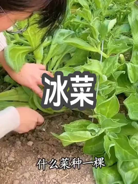 冰菜种植超简单!春夏吃正合适,能反复采收