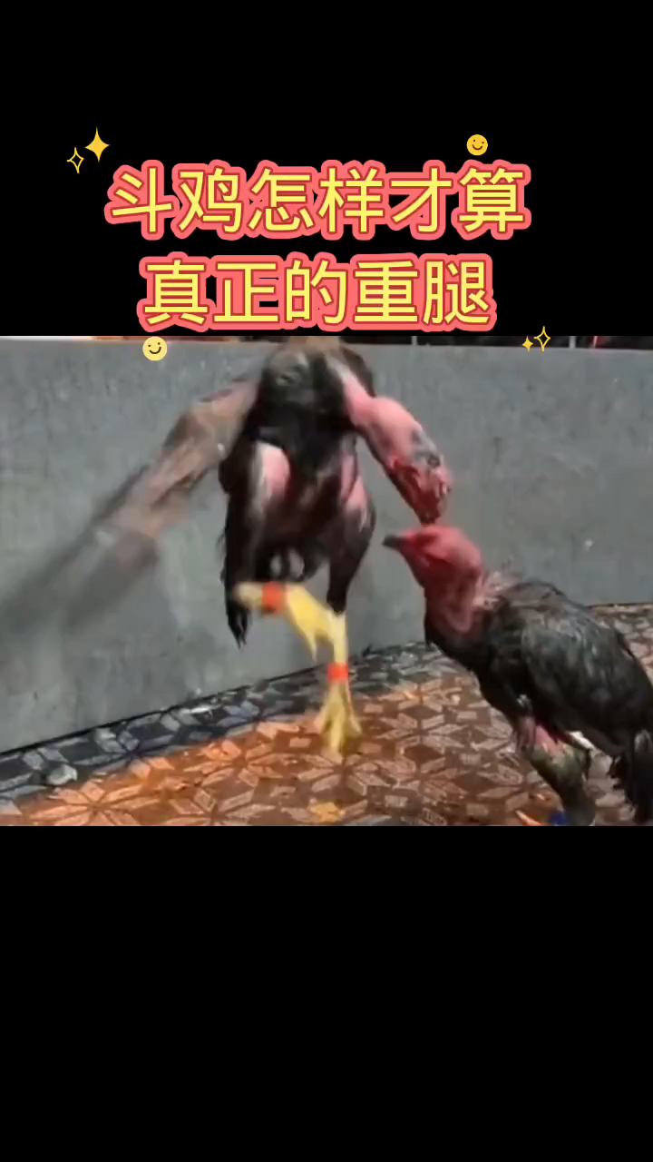 斗鸡怎样才算真正的重腿