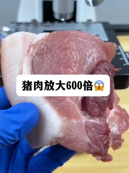 猪肉真有寄生虫吗?显微镜下的世界 猪肉