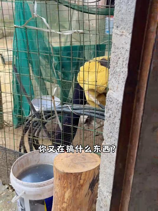 糯米稻草烧过的火焰醉鹅,稻香入焰,鹅肉吸满汤汁,太绝了!