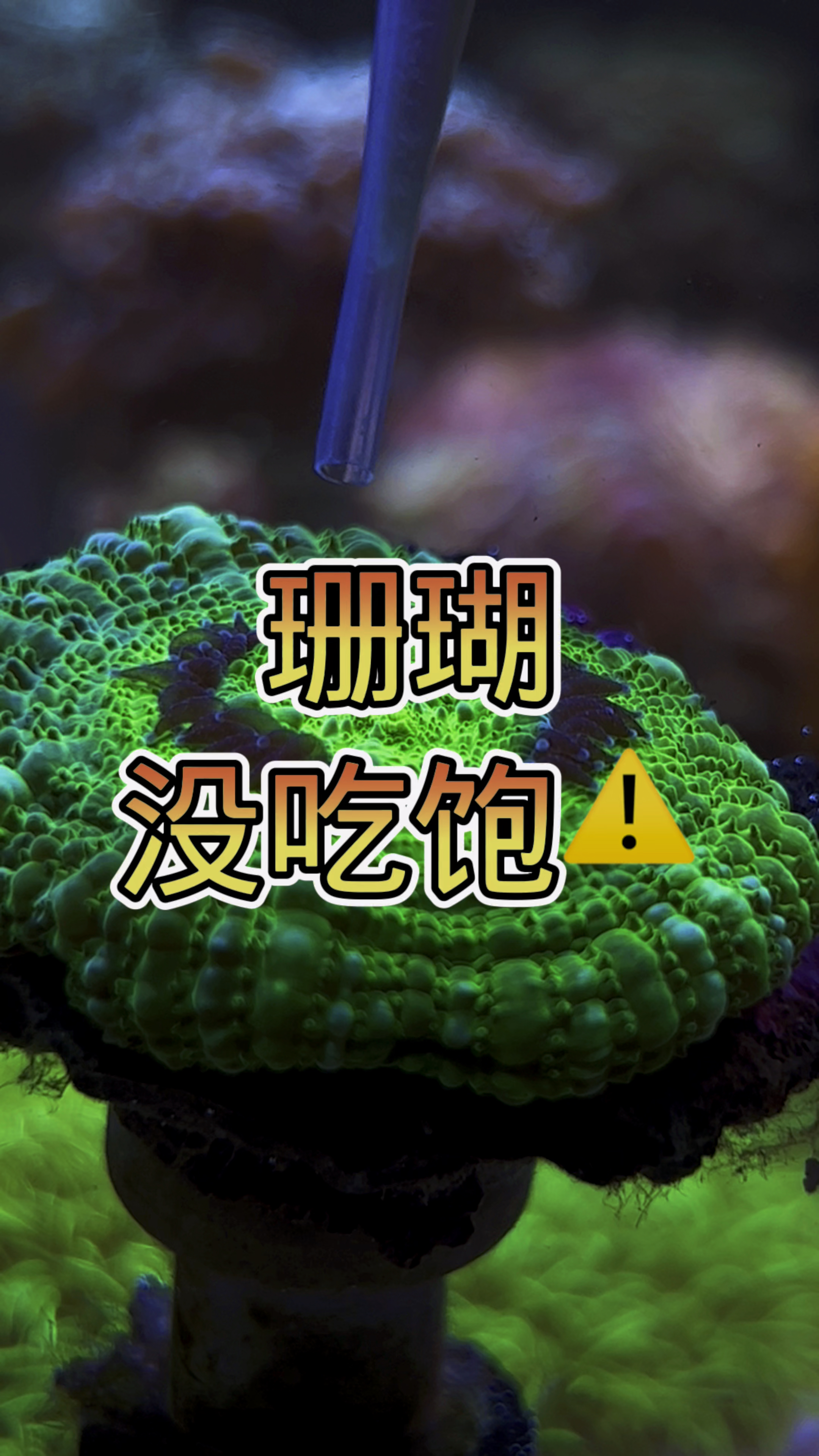 珊瑚没吃饱 #海缸 #海水鱼