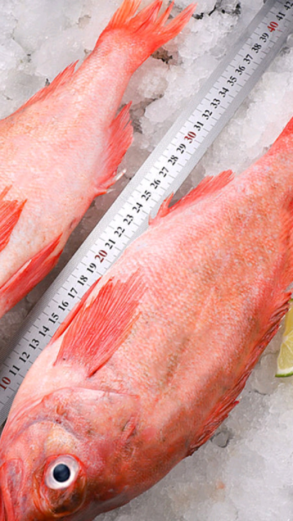 红石斑鱼您是怎么做的?快来快来分享一下吧