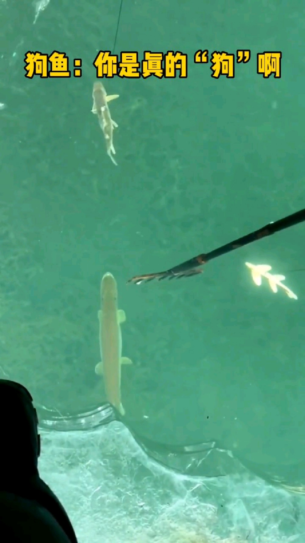 狗鱼:你是真的“狗”啊!