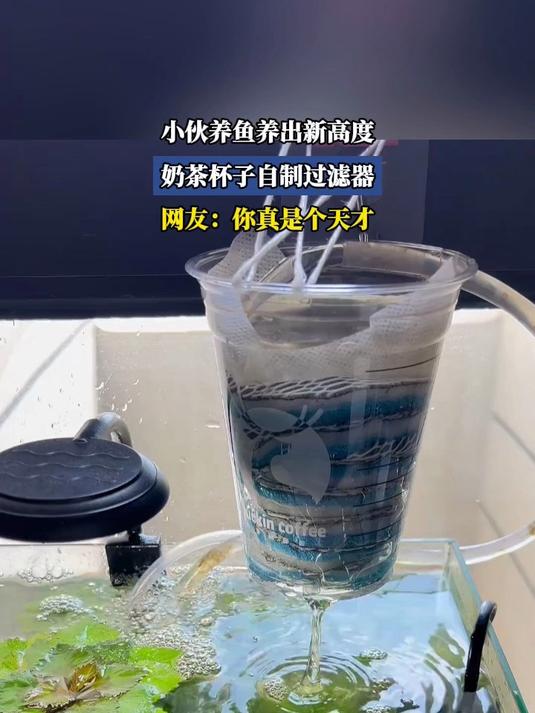 小伙养鱼养出新高度,奶茶杯子自制过滤器,网友:你真是个天才