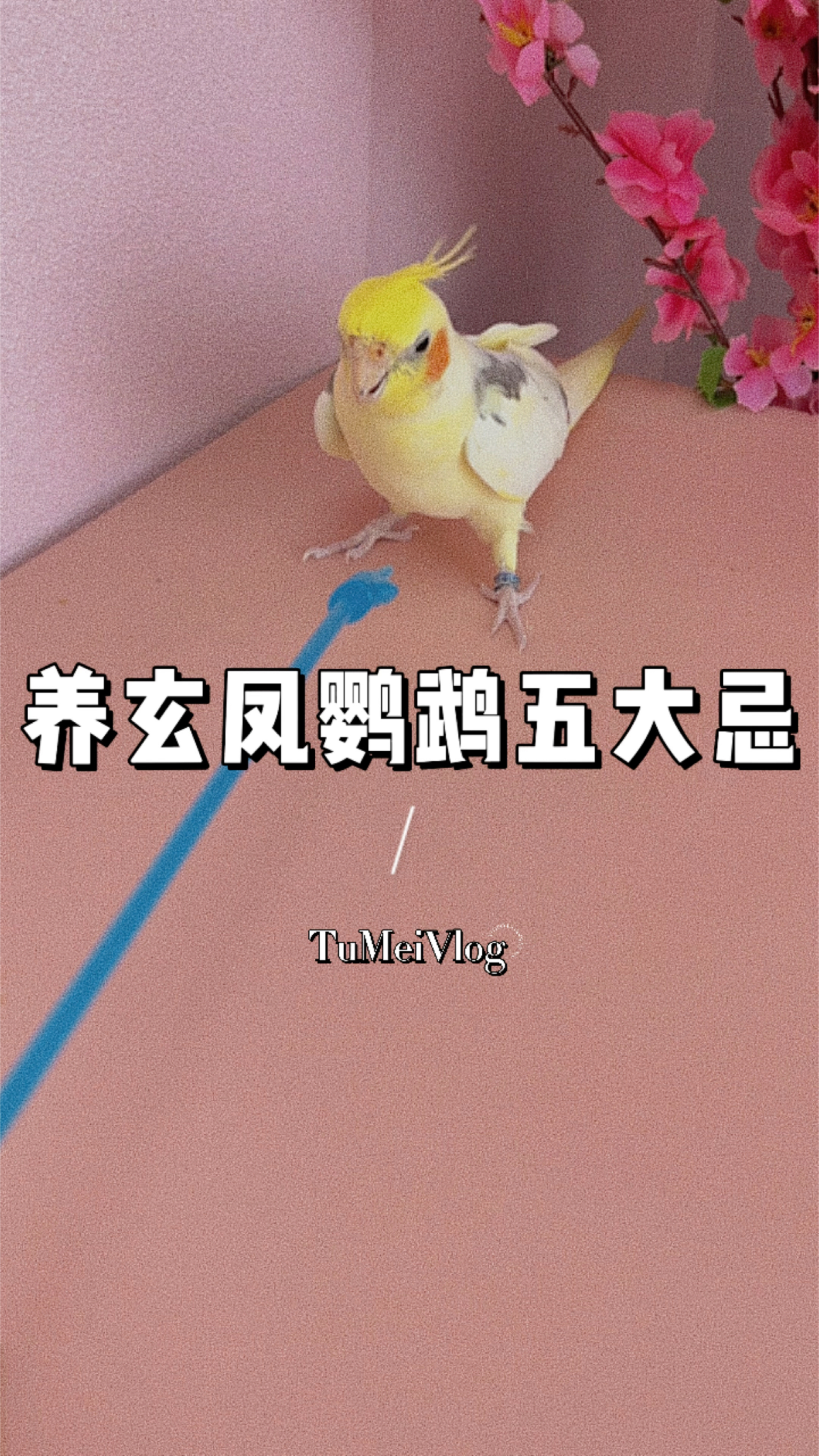 养玄凤鹦鹉总结出来的5大忌