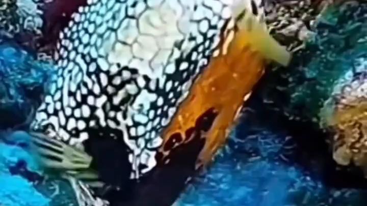 探索 #海洋生物 #海底世界 #神奇动物在 #海缸 #海水鱼