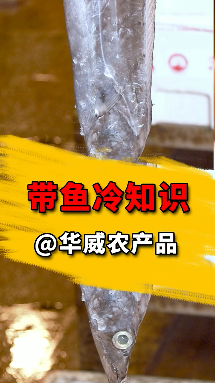 黄海带鱼冷知识