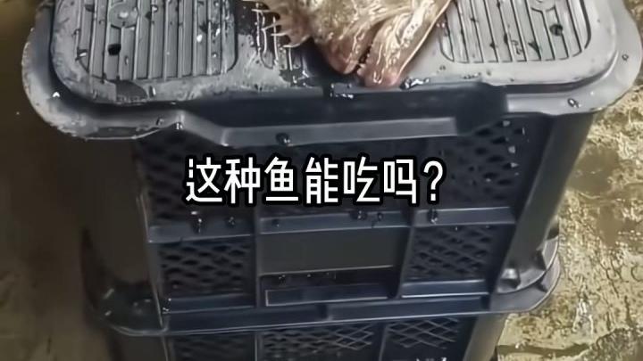八种常见食用鱼的营养与美味做法 #科普 #鱼 #保护野生动物 #内容启发搜索