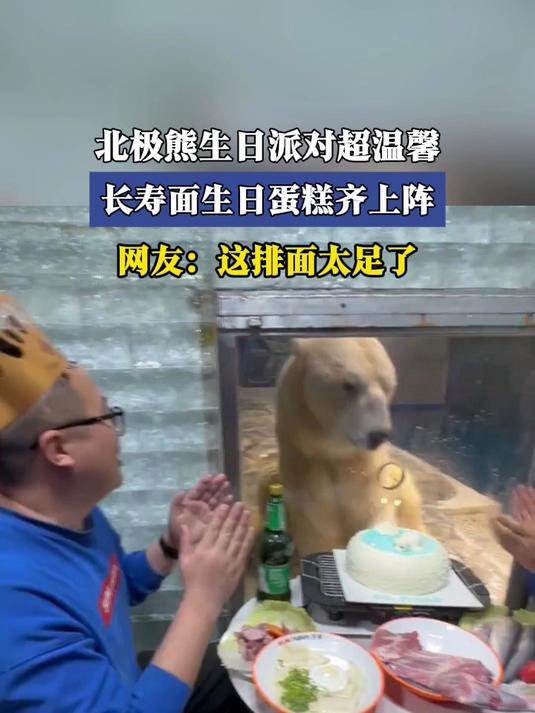北极熊生日派对超温馨,长寿面蛋糕齐上阵!网友:这排面太足了