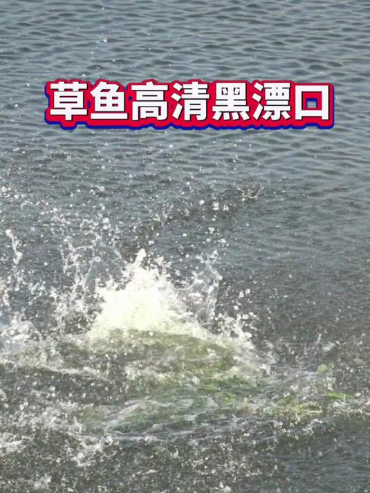 草鱼高清黑漂口。#户外钓鱼#
