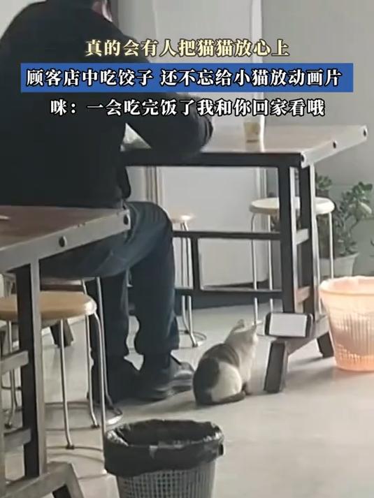 真的会有人把猫猫放心上，顾客店中吃饺子还不忘给小猫放动画片