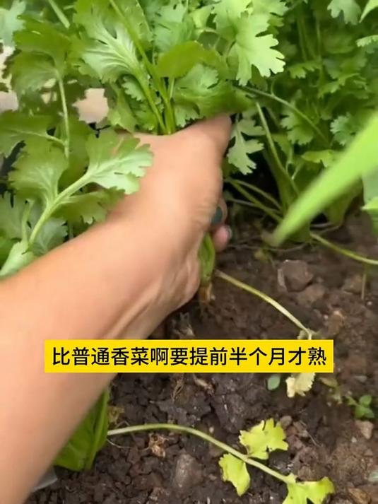 老品种耐热香菜,是四季播品种,口感比普通香菜更好!