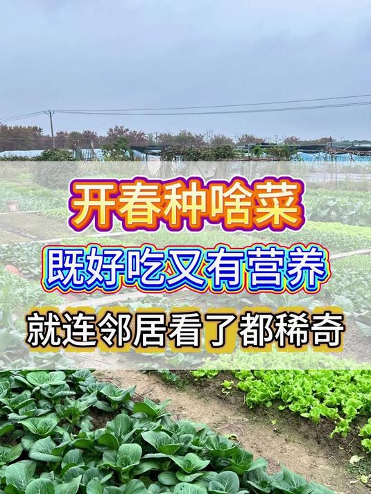 开春种啥菜,既好吃又营养,就连邻居都稀奇#蔬菜种植##种菜##蔬菜##板蓝根青菜#