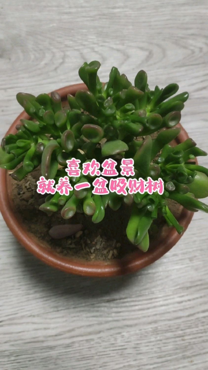 喜欢盆景就养一盆吸财树吧!好养又好看,寓意招财进宝