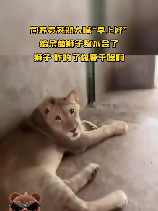 饲养员突然大喊“早上好”,给呆萌狮子整不会了,狮子 咋的了你要干啥啊