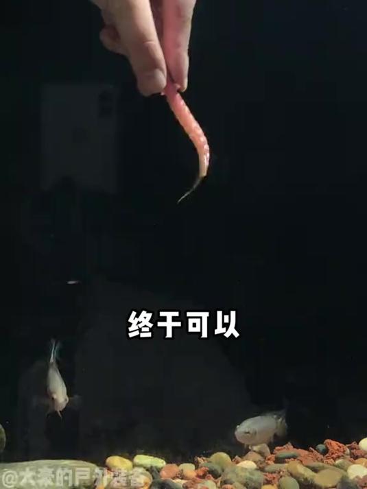 根钓软饵路亚假饵 仿真鱼饵根钓软虫鲈鱼鲑鱼翘嘴鱼饵