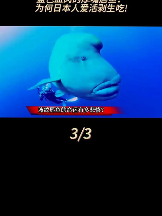从长寿鱼变成濒危鱼,波纹唇鱼的命运,到底有多惨?
