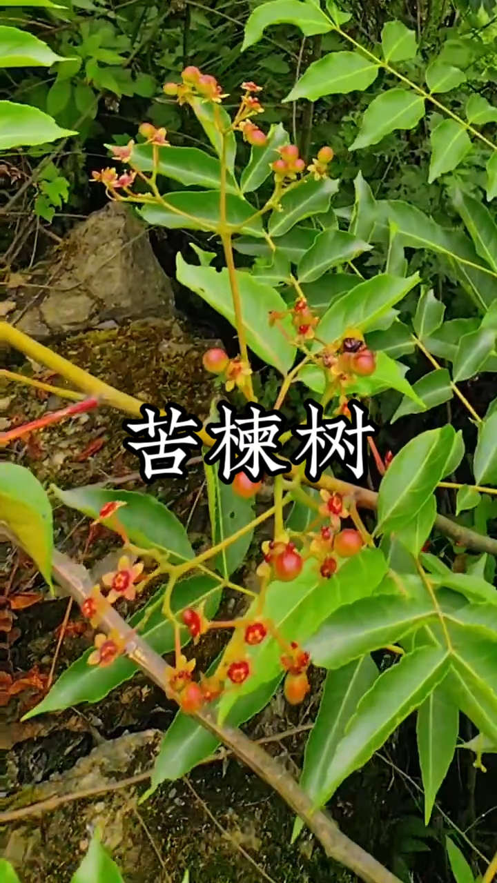 在农村这果子长得点像桂圆,它是不能吃的,它还有不错的药用价值,你见过吗?