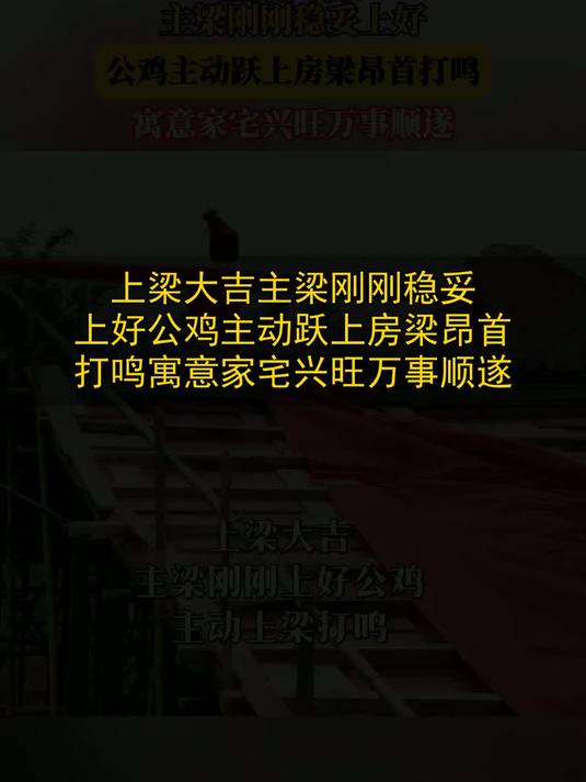 上梁大吉！主梁刚刚稳妥上好，公鸡主动跃上房梁昂首打鸣，寓意家宅兴旺万事顺遂