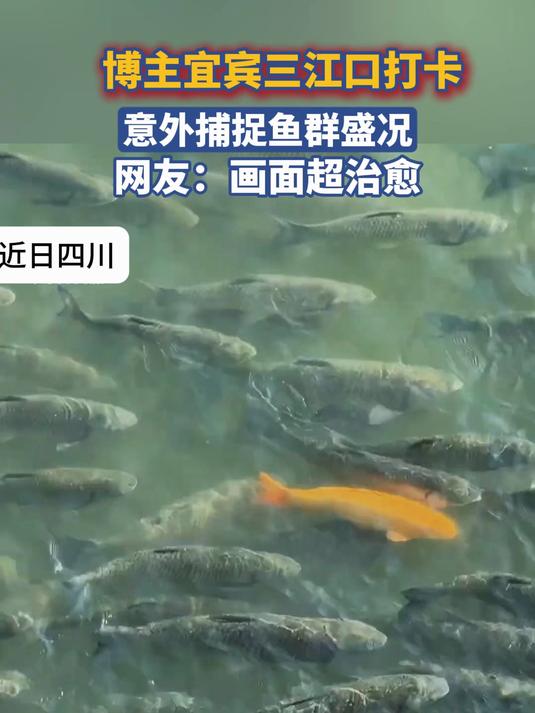博主宜宾三江口打卡,意外捕捉鱼群盛况,画面超治愈!