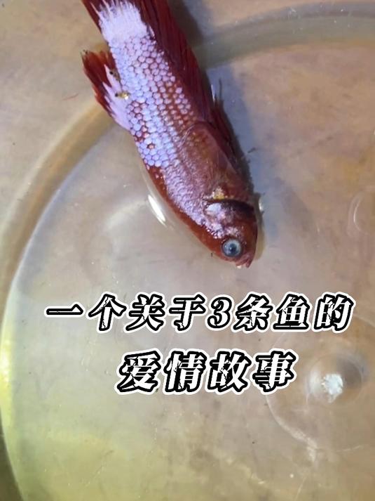 鱼生无常~斗鱼界的纯爱战士