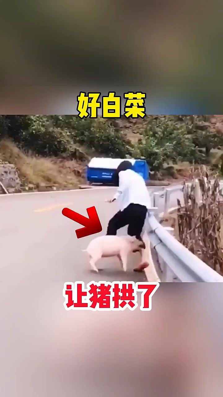 好白菜,让猪拱了