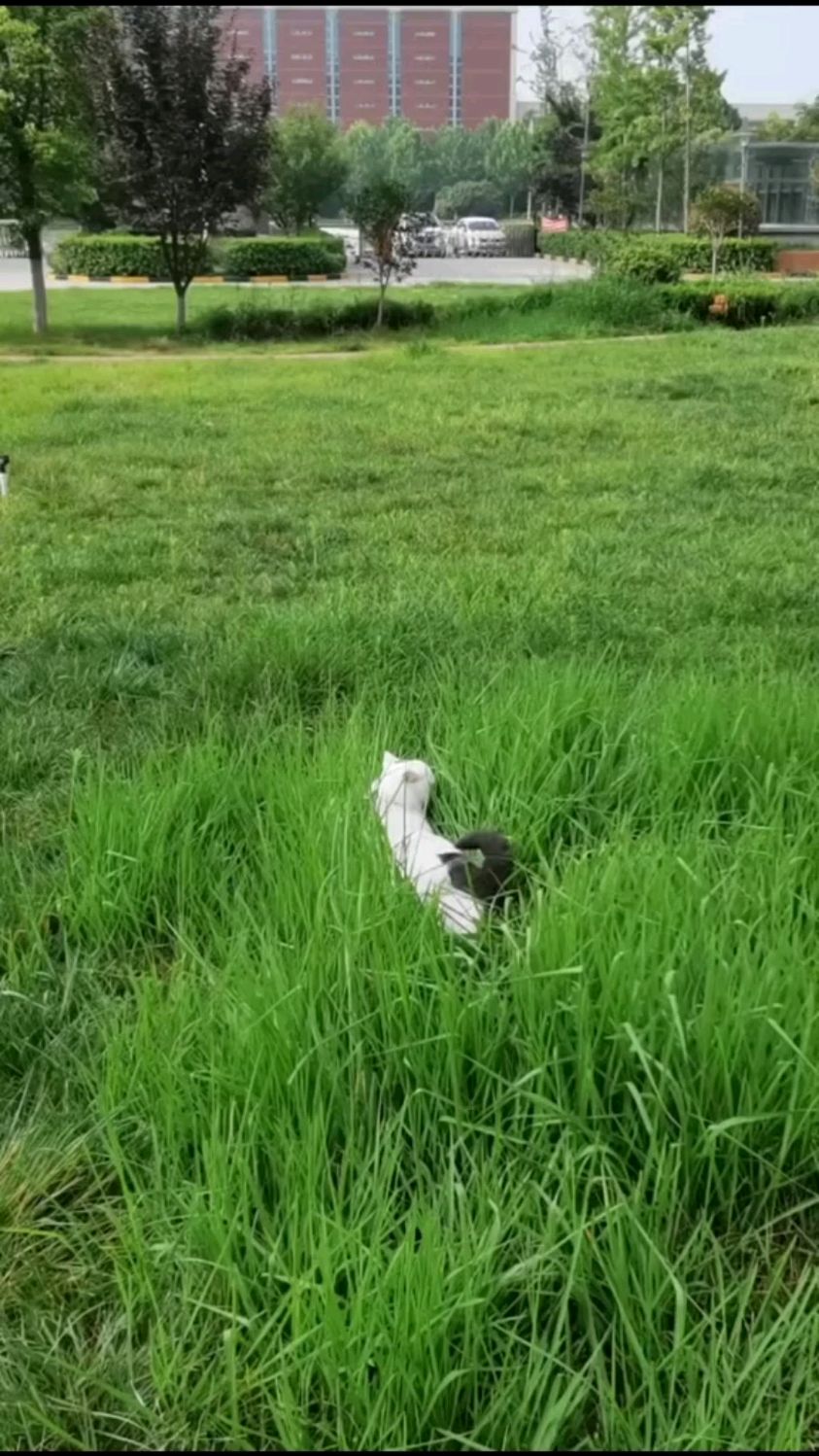 浪里白条之胖头鱼,你没见过吧,哈哈