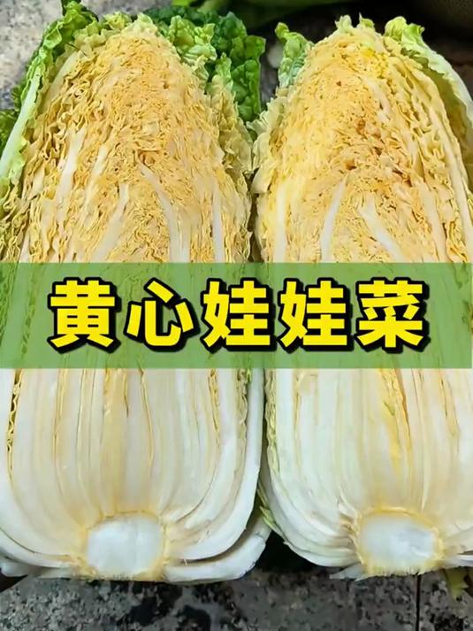 别等了!现在就能种黄心娃娃菜,赶紧安排家庭种菜计划
