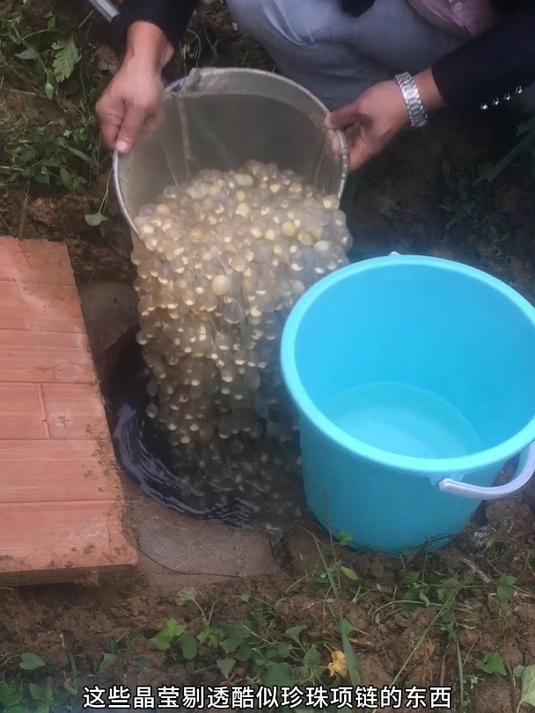 奇特的娃娃鱼卵,样子酷似珍珠项链!