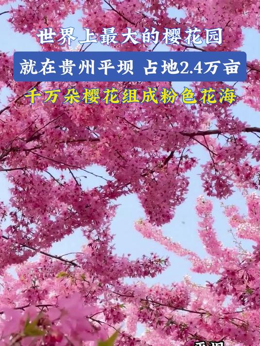 世界上最大的樱花园,就在贵州平坝,千万朵樱花组成粉色花海