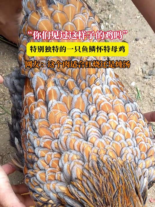 “你们见过这样子的鸡吗”,特别独特的一只鱼鳞怀特母鸡,网友:这个肉适合红烧还是炖汤