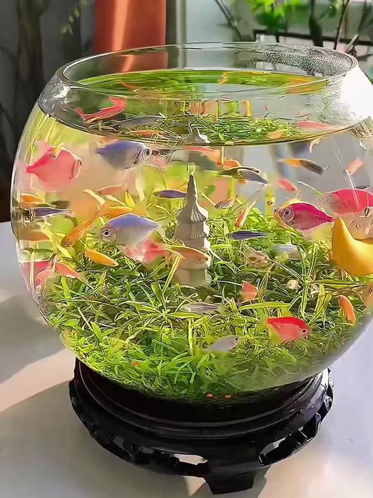 摔不碎的圆形鱼缸来啦!一体成型,客厅桌面生态缸超安心～
