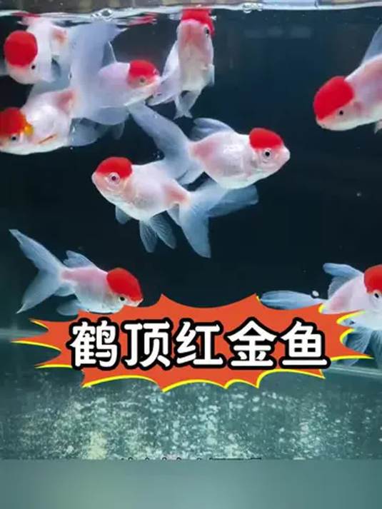 这辈子只养一种鱼?就选鹤顶红金鱼,美翻啦!